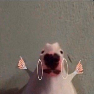 Meet your Posher, Jaden